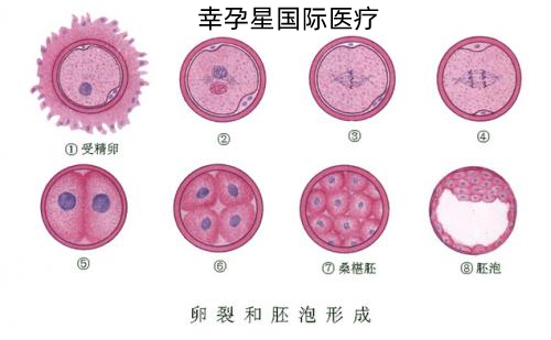 胚胎的形成幸福好孕